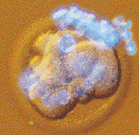 Картинка к новости 'В США впервые успешно клонирован зародыш человеческого организма'