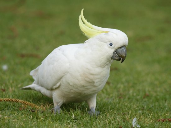 Какаду
